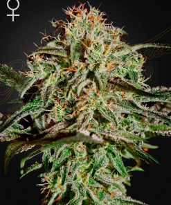 Ams 100% green house