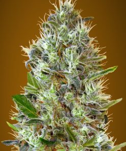 Auto somango 100% advanced seeds