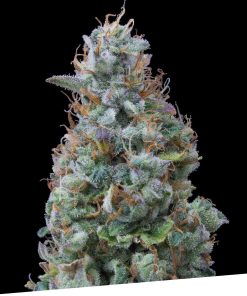 Alternative view of Bilberry 100% exclusive seeds bank