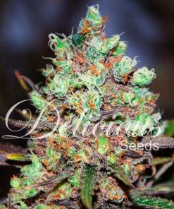 Alternative view of Cotton candy kush 100 % delicious