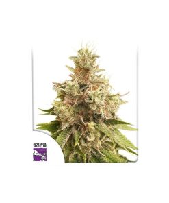 Alternative view of Golden apple haze regular dutch passion