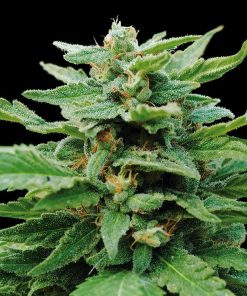 Karibean mango 100% kannabia