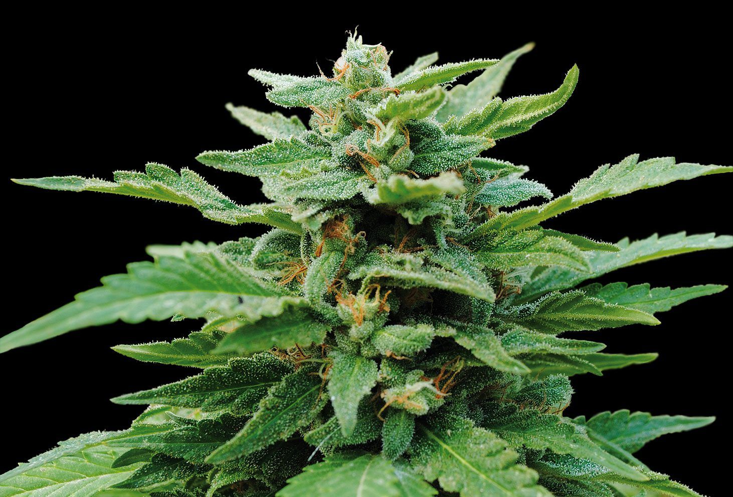 Karibean mango 100% kannabia - Imagen 2