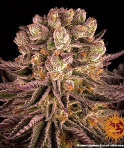 Mimosa x orange punch barneys farm