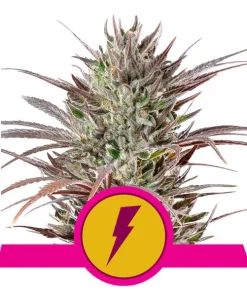North thunderfuck 100% royal queen seeds