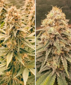 Power plant regular dutch passion