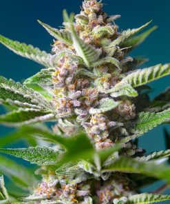 Alternative view of Purple punch og  sweet seeds