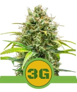 Triple g auto royal queen seeds