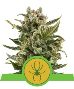 Alternative view of White widow auto royal queen seeds