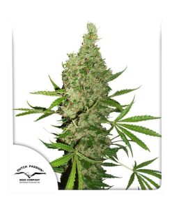 White widow x the ultimate regular dutch passion