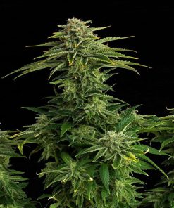 Zkit kandy dream 100% kannabia